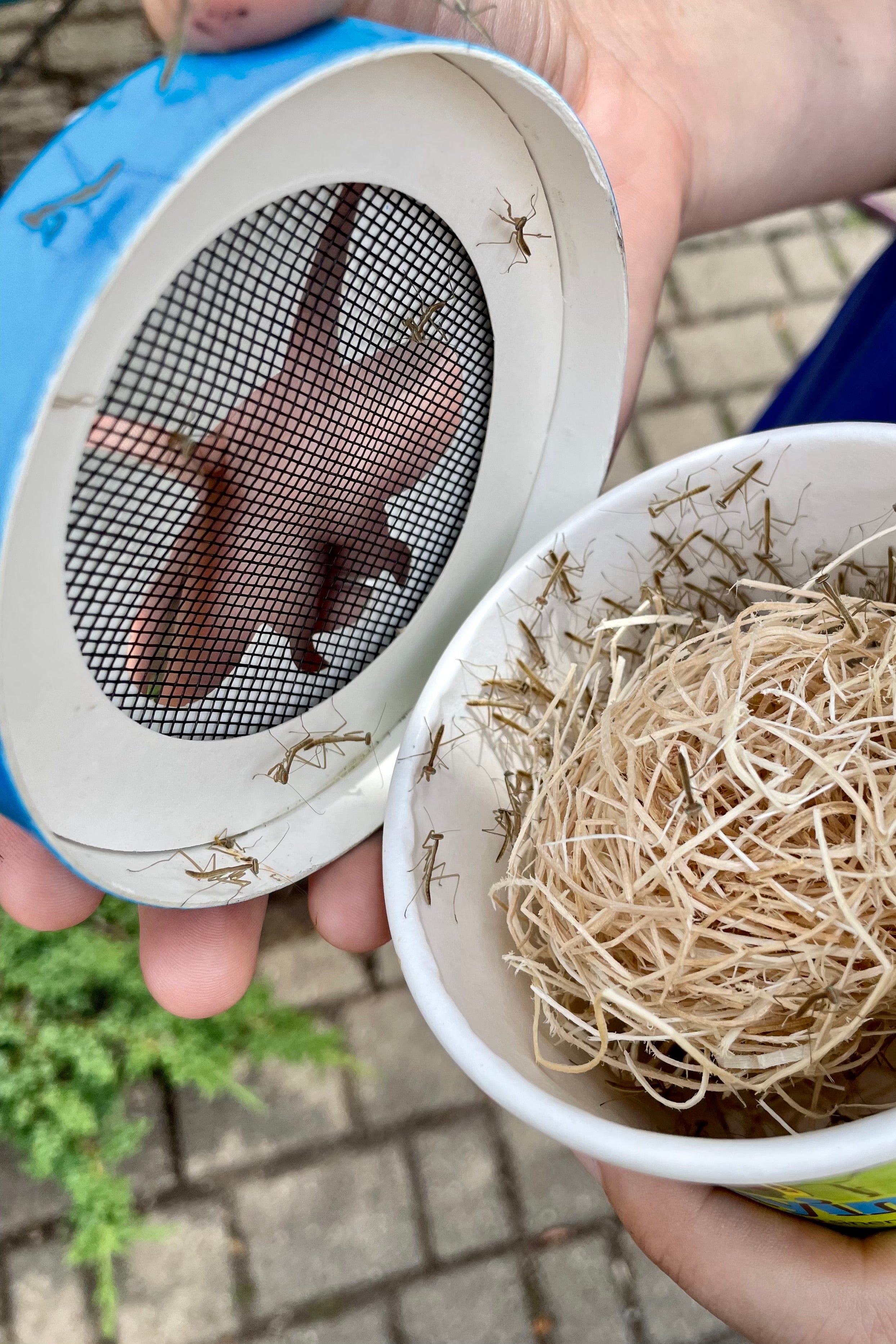 Praying mantis that just hatched coming out of the container at Sprout Home.