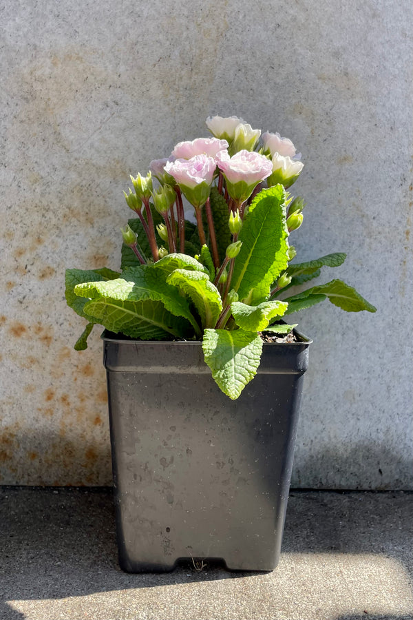 Primula v 'Pink Ice' 1qt black growers pot with light pink floral blooms against a grey wall