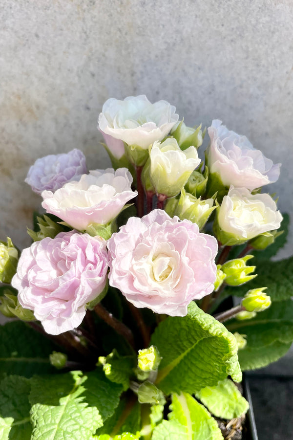 Primula v 'Pink Ice' 1qt detail of light pink floral blooms against a grey wall