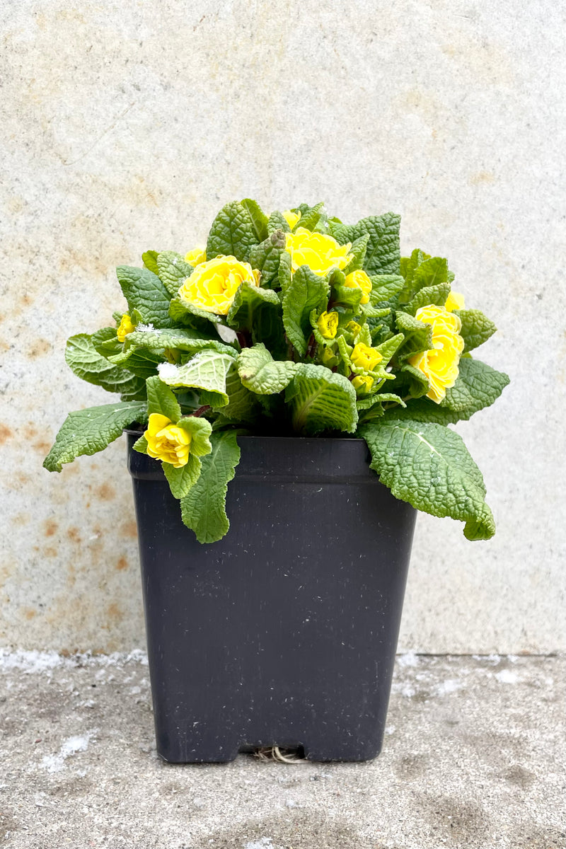 Primula v. 'Buttercup' 1qt black growers pot with blooming yellow flowers with green leaves against a grey wall 