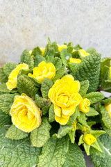 Primula v. 'Buttercup' 1qt detail of blooming yellow flowers with green leaves against a grey wall