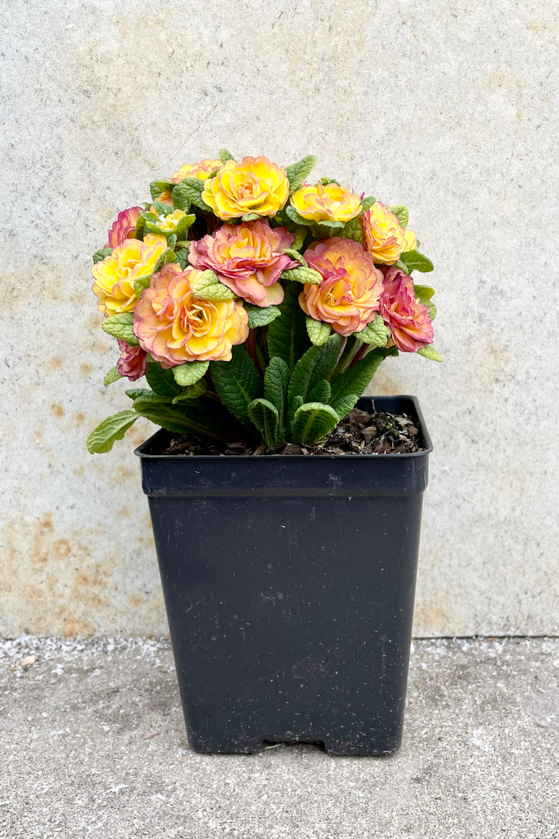 Primula v. 'Nectarine' 1qt black growers pot with yellow and pink blooming flowers  against a grey wall.