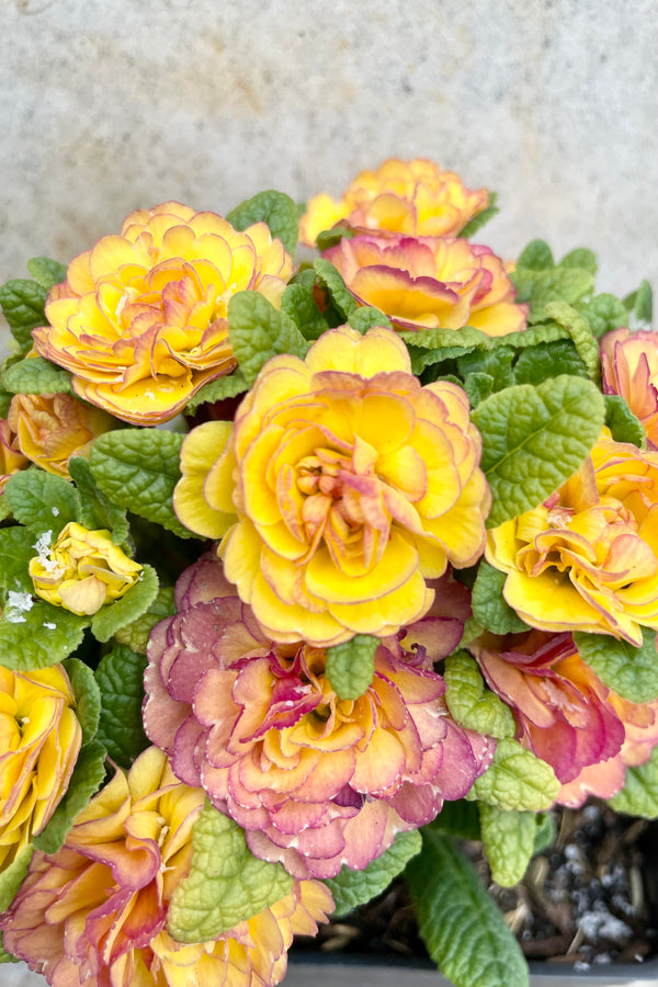 Primula v. 'Nectarine' 1qt detail of yellow and pink blooming flowers against a grey wall