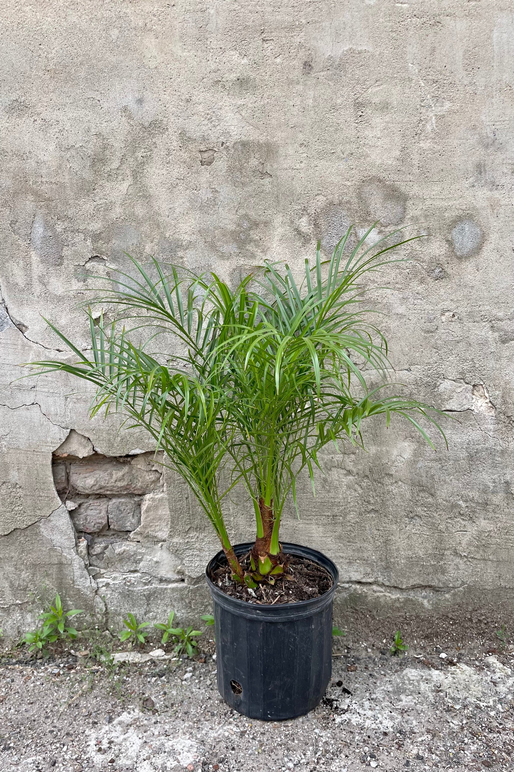 Phoenix roebelinii "Pygmy Date Palm" 10" with a black growers pot with lush green leaves against a grey wall ©Sprout Home
