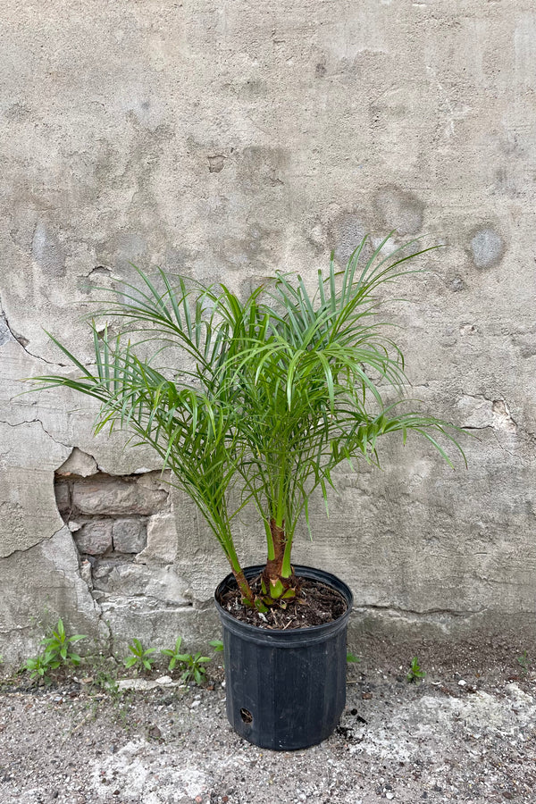 Phoenix roebelinii "Pygmy Date Palm" 10" with a black growers pot with lush green leaves against a grey wall
