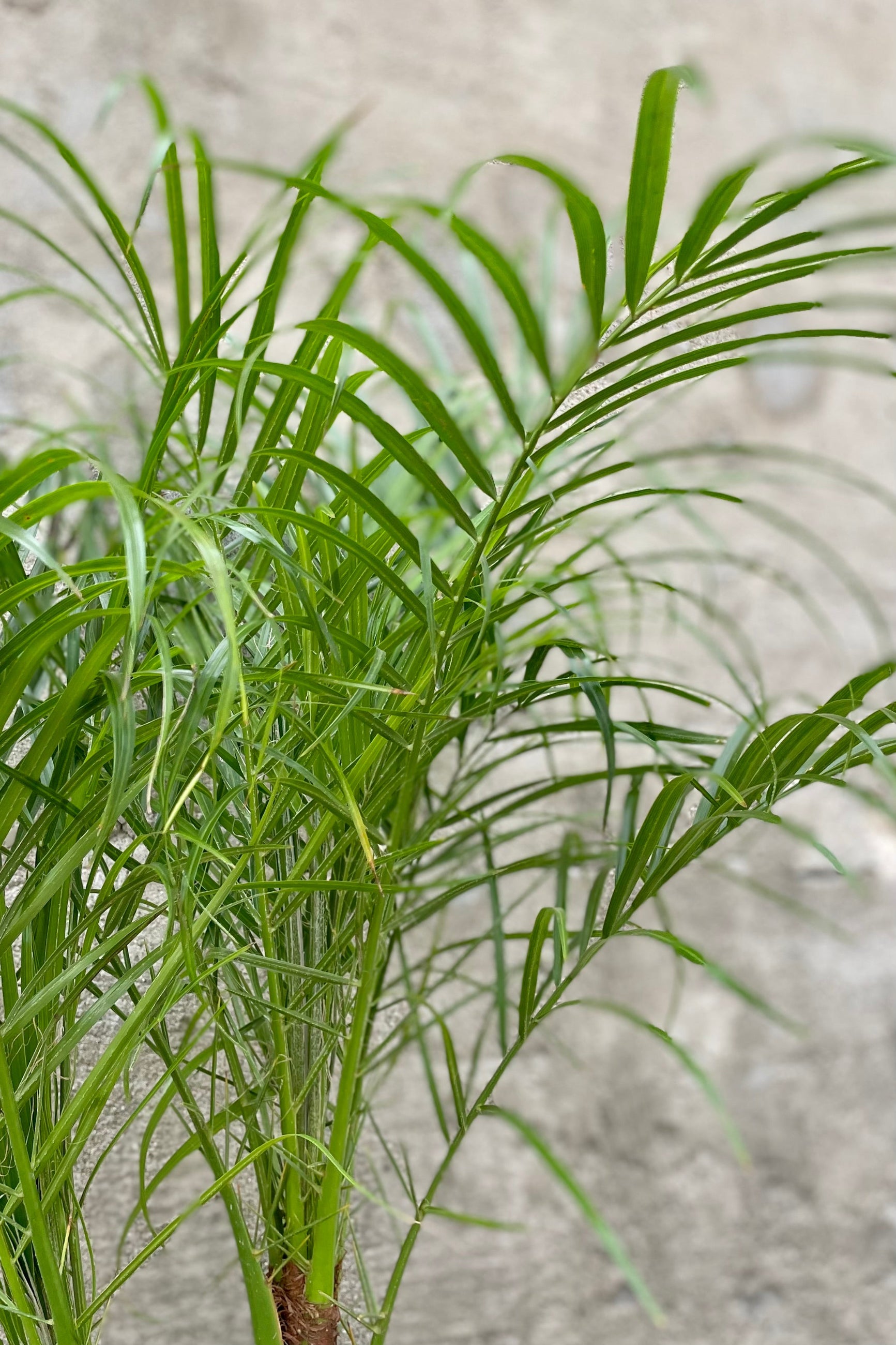 detail of Phoenix roebelinii "Pygmy Date Palm" 10" lush green leaves against a grey wall ©Sprout Home
