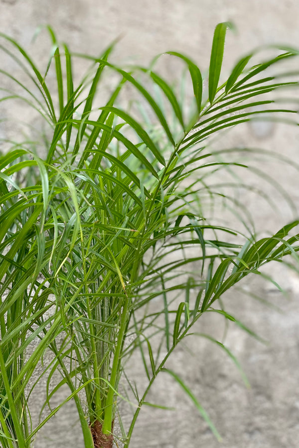 detail of Phoenix roebelinii "Pygmy Date Palm" 10" lush green leaves against a grey wall