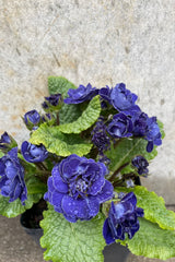 Primula v 'Baltic Blue' 1qt  detail of double flowering blue flower is a true richly colored beauty against a grey wall