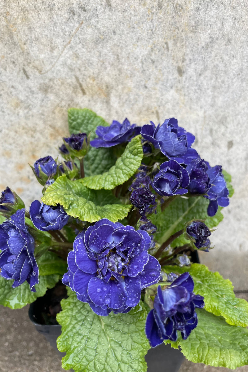 Primula v 'Baltic Blue' 1qt  detail of double flowering blue flower is a true richly colored beauty against a grey wall