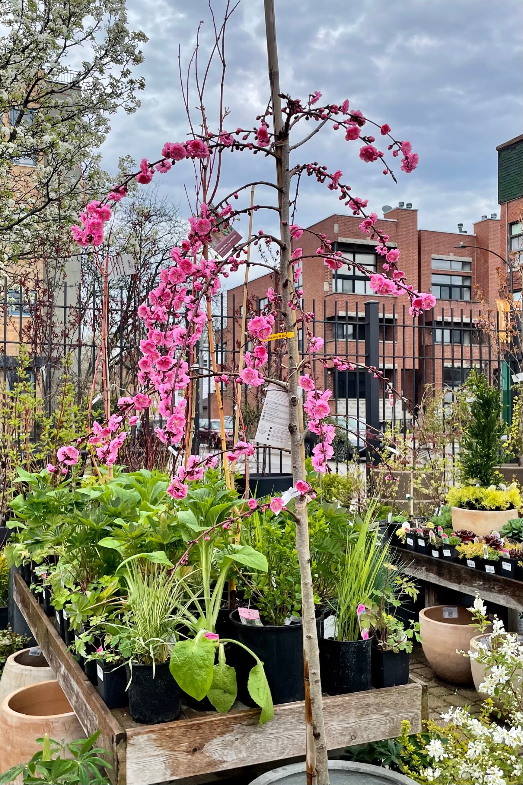 The Prunus 'Crimson Cascade' tree in bloom at the end of April in the Sprout Home yard showing the weeping branches.   ©Sprout Home 