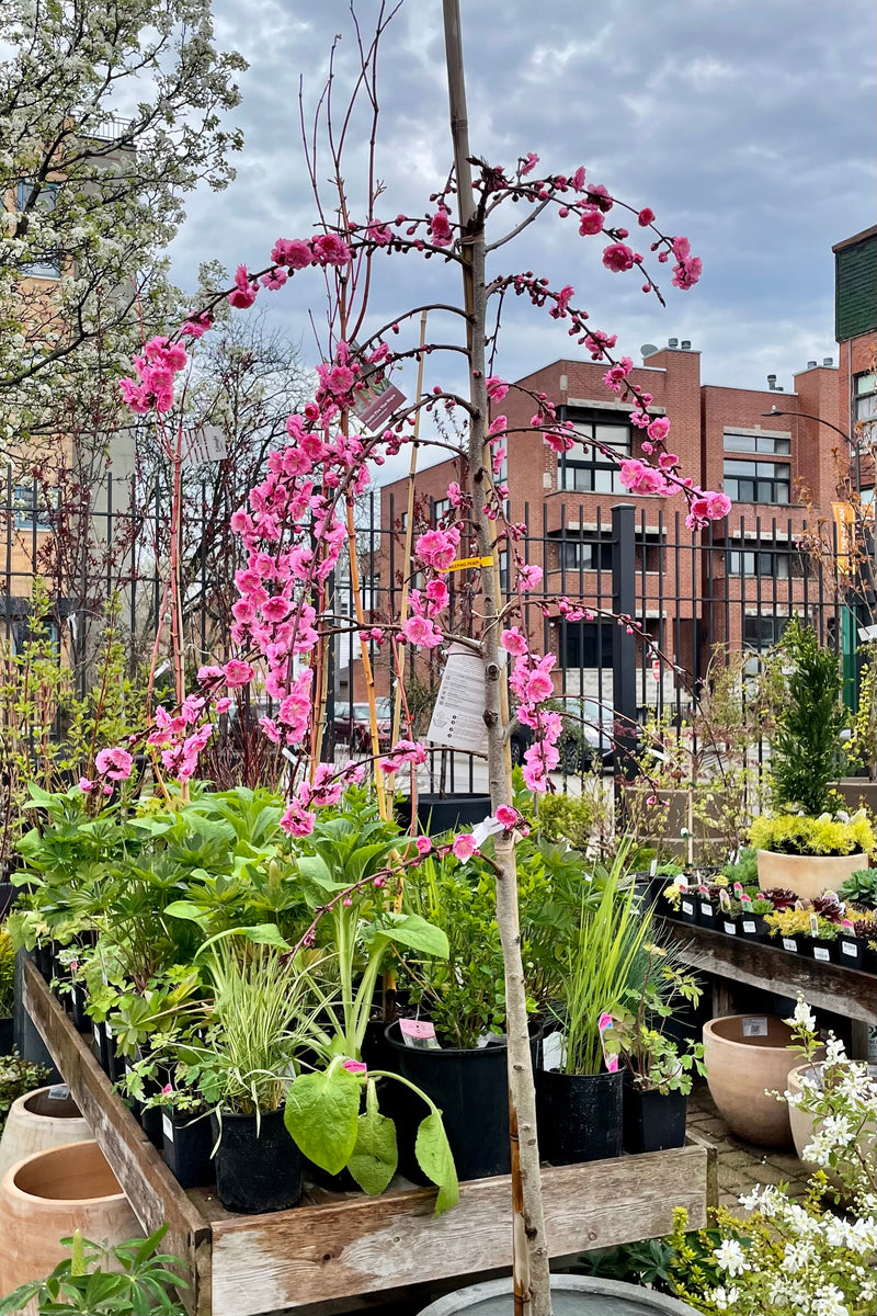 The Prunus 'Crimson Cascade' tree in bloom at the end of April in the Sprout Home yard showing the weeping branches.  