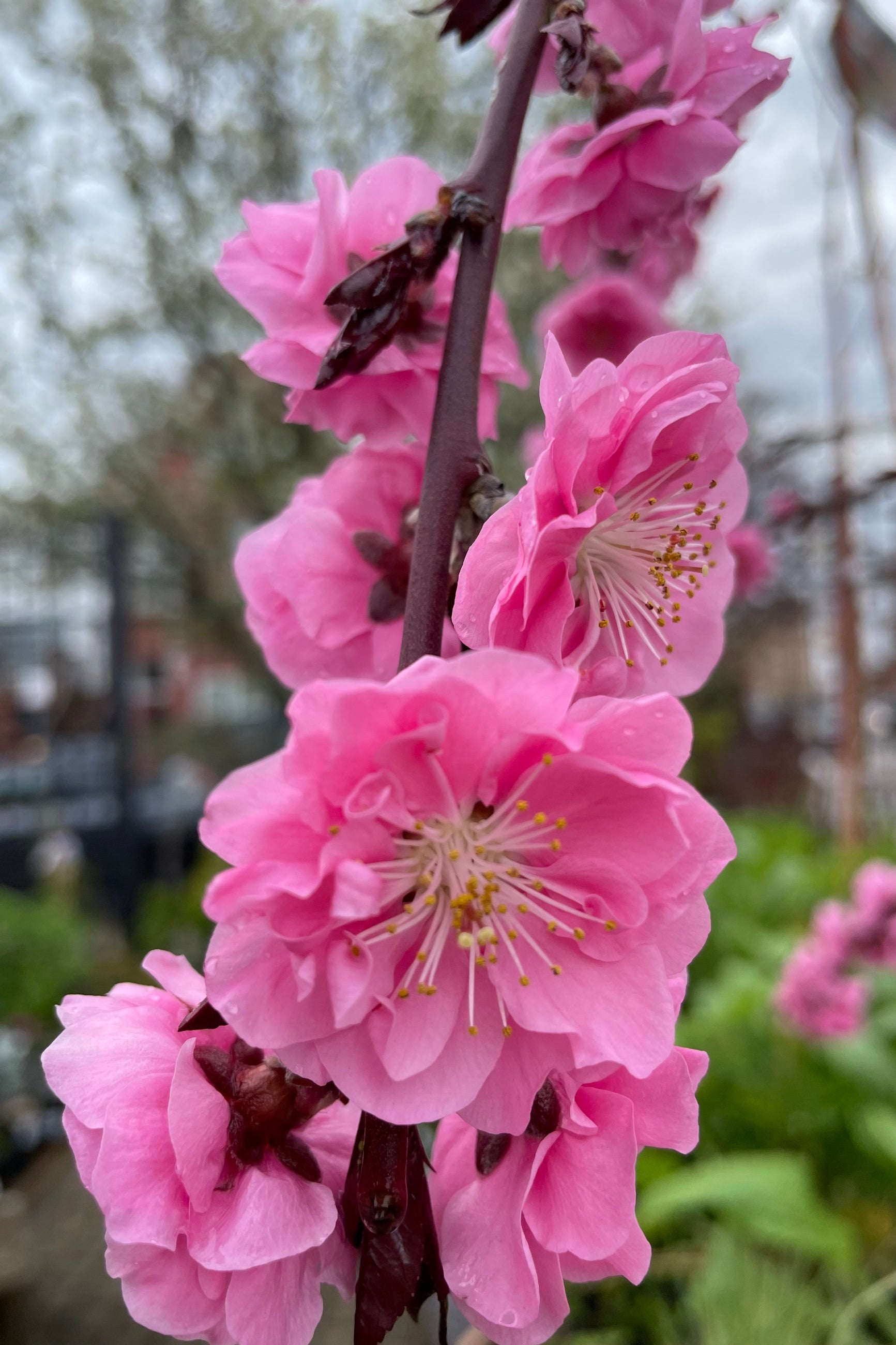The double flowering red pink flowers of the Prunus 'Crimson Cascade' in bloom at the end of April in the Sprout Home yard.  ©Sprout Home 