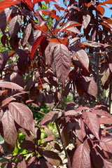 Detail picture of the dark purple leaves of the Prunus 'Newport' tree the end of June at Sprout Home.