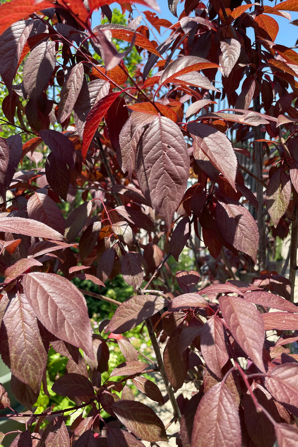 Detail picture of the dark purple leaves of the Prunus 'Newport' tree the end of June at Sprout Home.