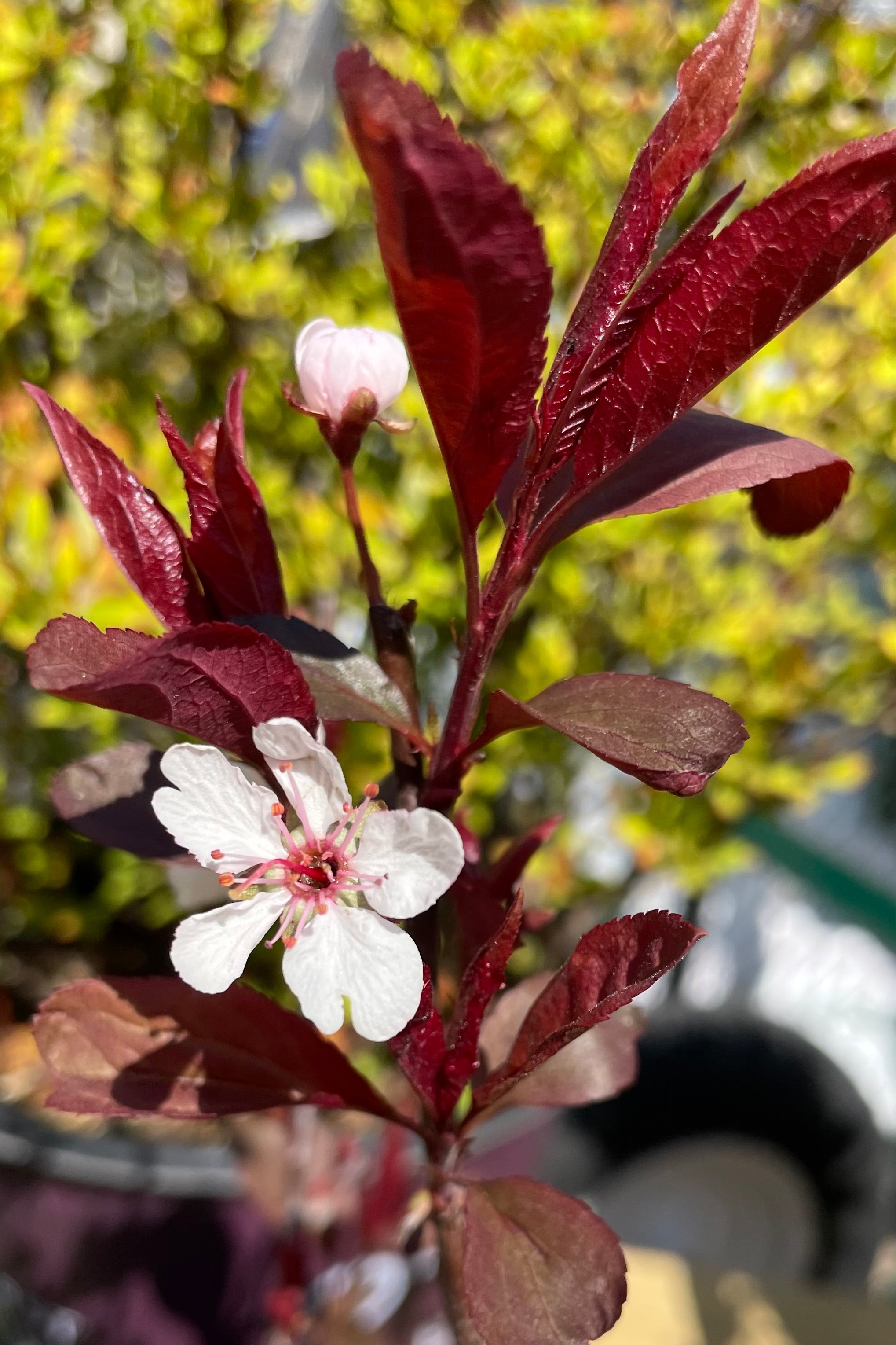 The white/pink early bloom mid April of the Prunus cistern before most of the burgundy  leaves come out.