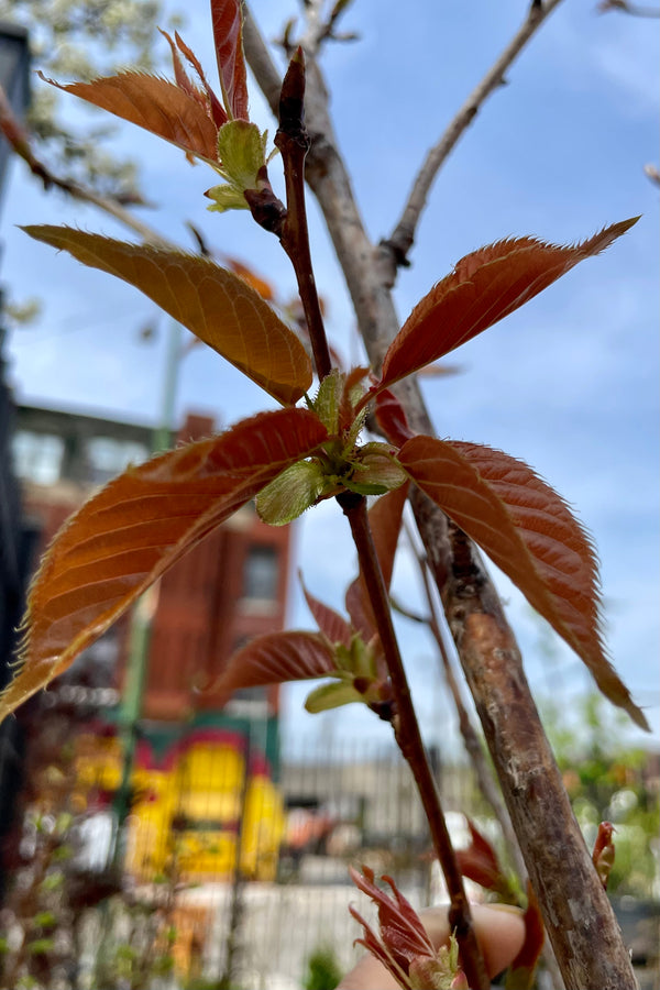 The early spring rust colored leaves of the Prunus Kwanzan tree.