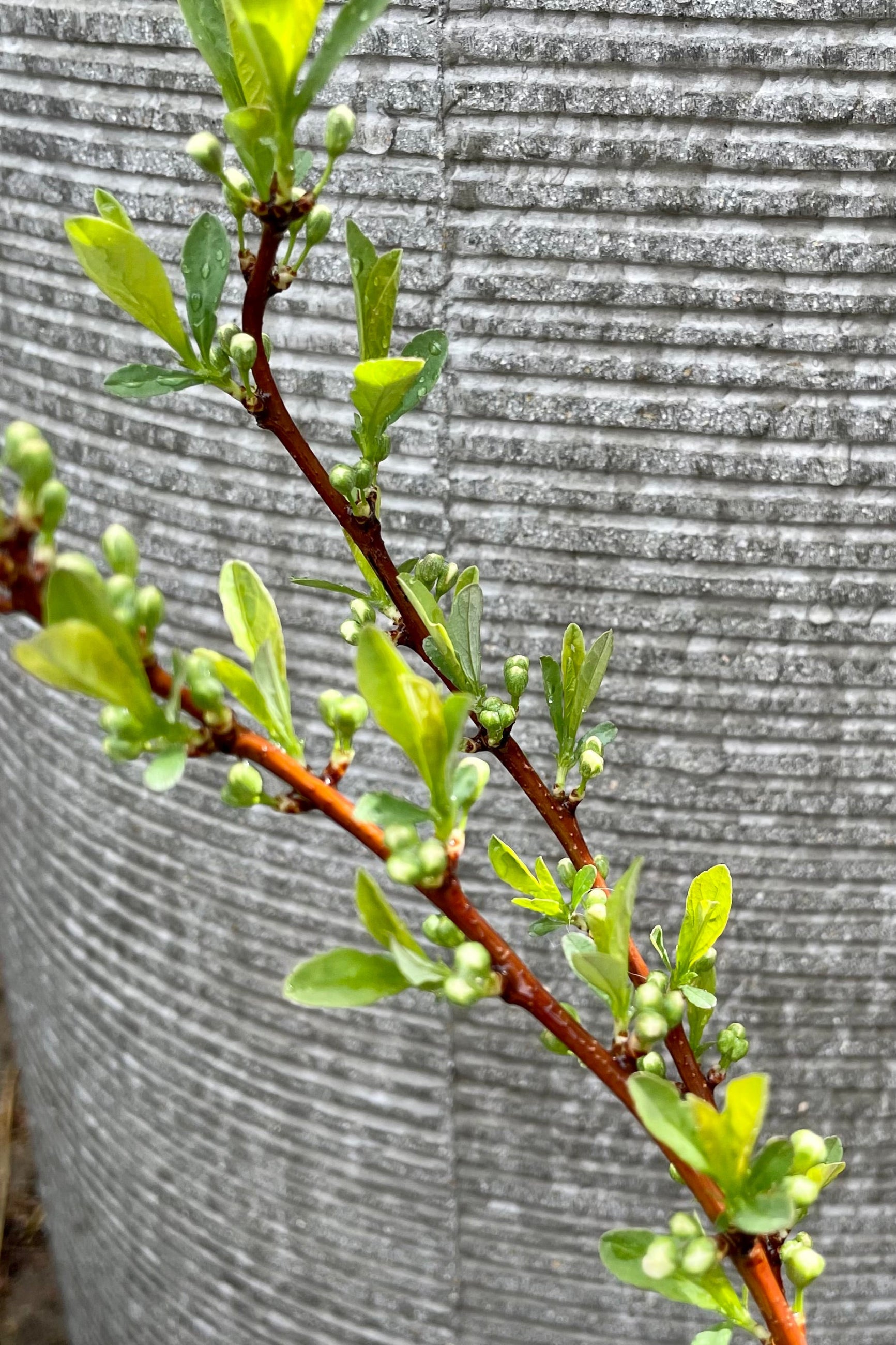 Prunus 'Jade Parade' showing signs of bud and leaves the beginning of spring at Sprout Home.    ©Sprout Home