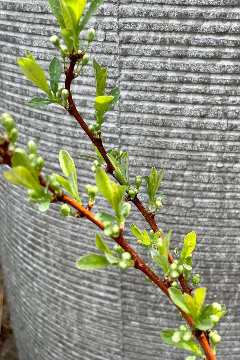 Prunus 'Jade Parade' showing signs of bud and leaves the beginning of spring at Sprout Home. 