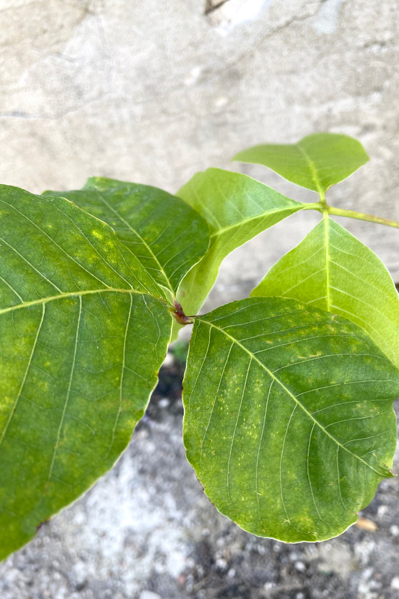 An overhead close-up of the leaves of the 4" Pseudobombax ellipticum against concrete backdrop