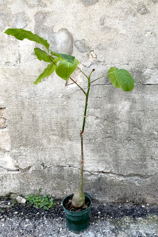 A frontal view of the 4" Pseudobombax ellipticum in a grower pot against a concrete backdrop