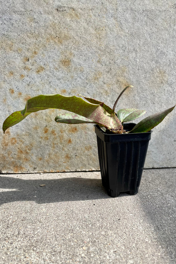 A Psychopsis orchid not in bloom in a 2.5" growers pot against a grey wall. 