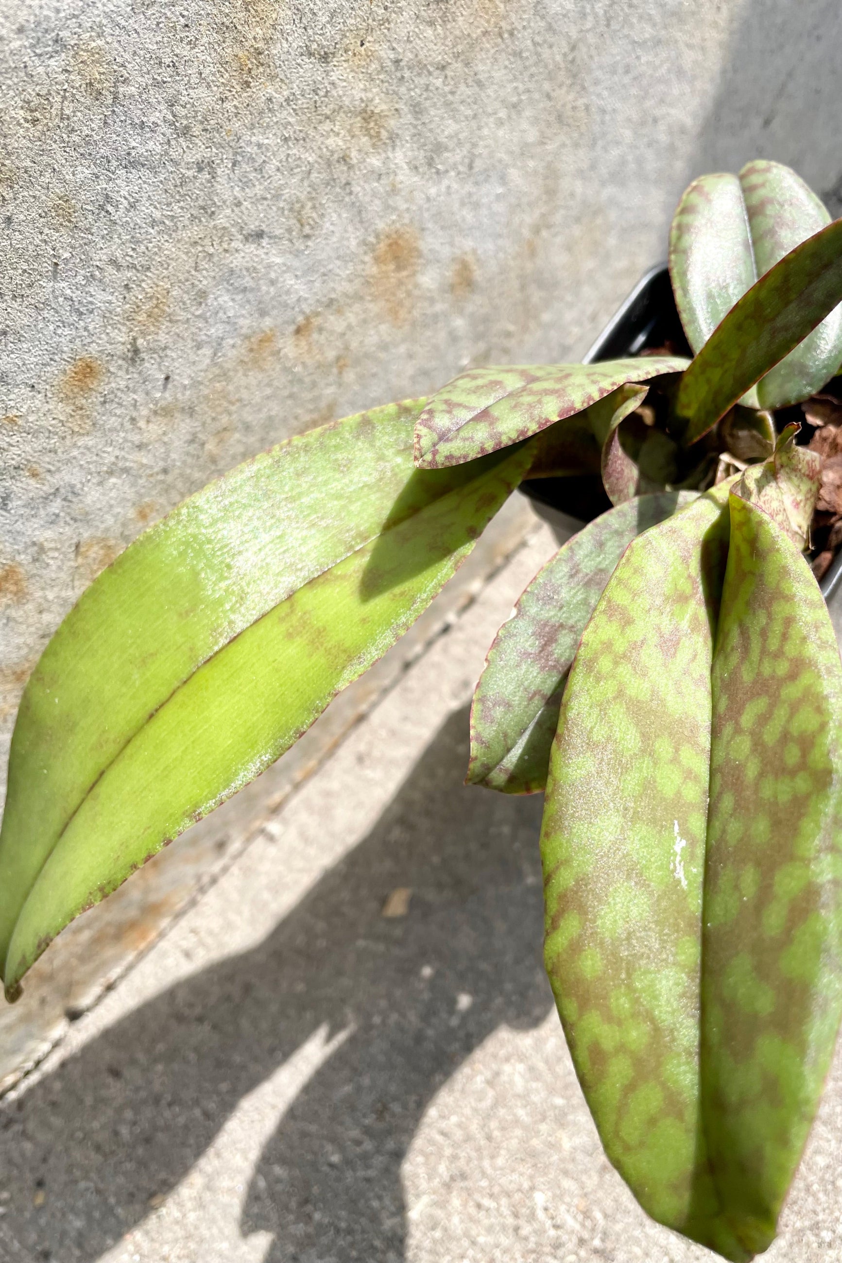 A detail picture showing the green and burgundy mottled leaves of the Psychopsis orchid.  ©Sprout Home