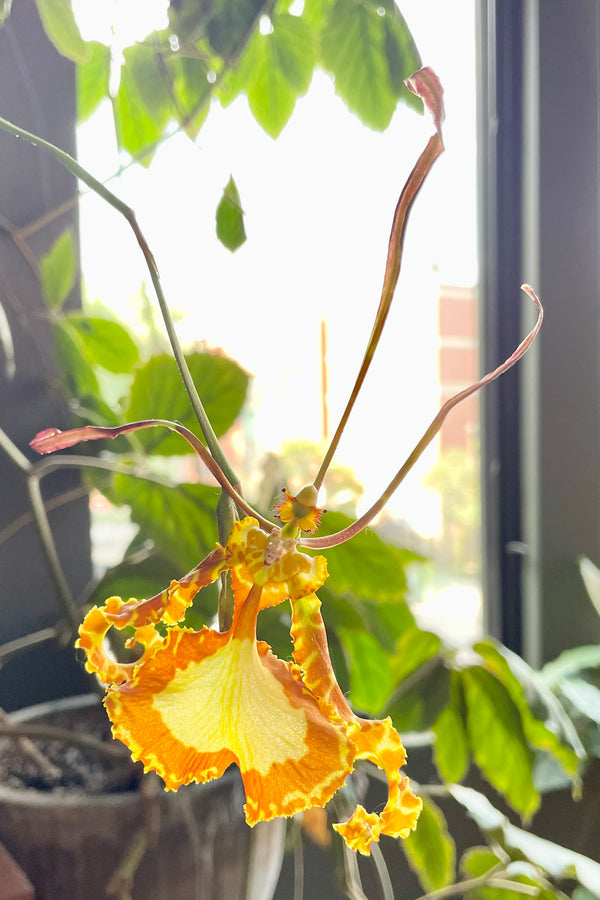 Psychopsis flower with yellow and orange insect like bloom in front of a sunny window indoors. 