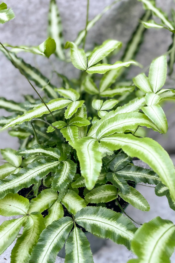 Close up of Pteris cretica "Silver Ribbon Fern" leaves