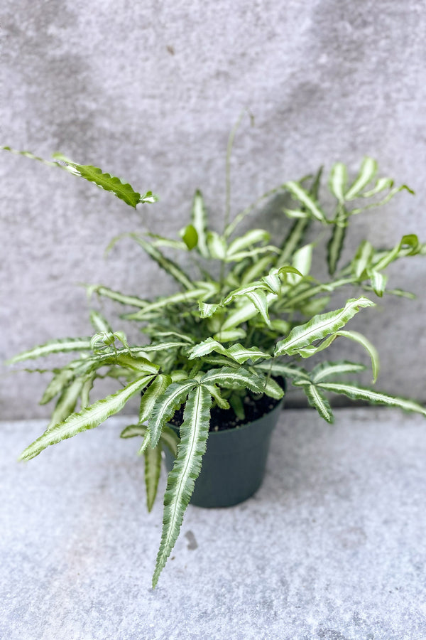 Pteris cretica "Silver Ribbon Fern" in front of grey background