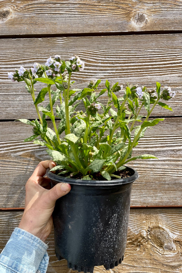 Pulmonary 'Moonshine' in bloom at the end of April showing the light blue white flowers and spotted foliage in a #1 growers pot  against a wood fence in the Sprout Home yard. 