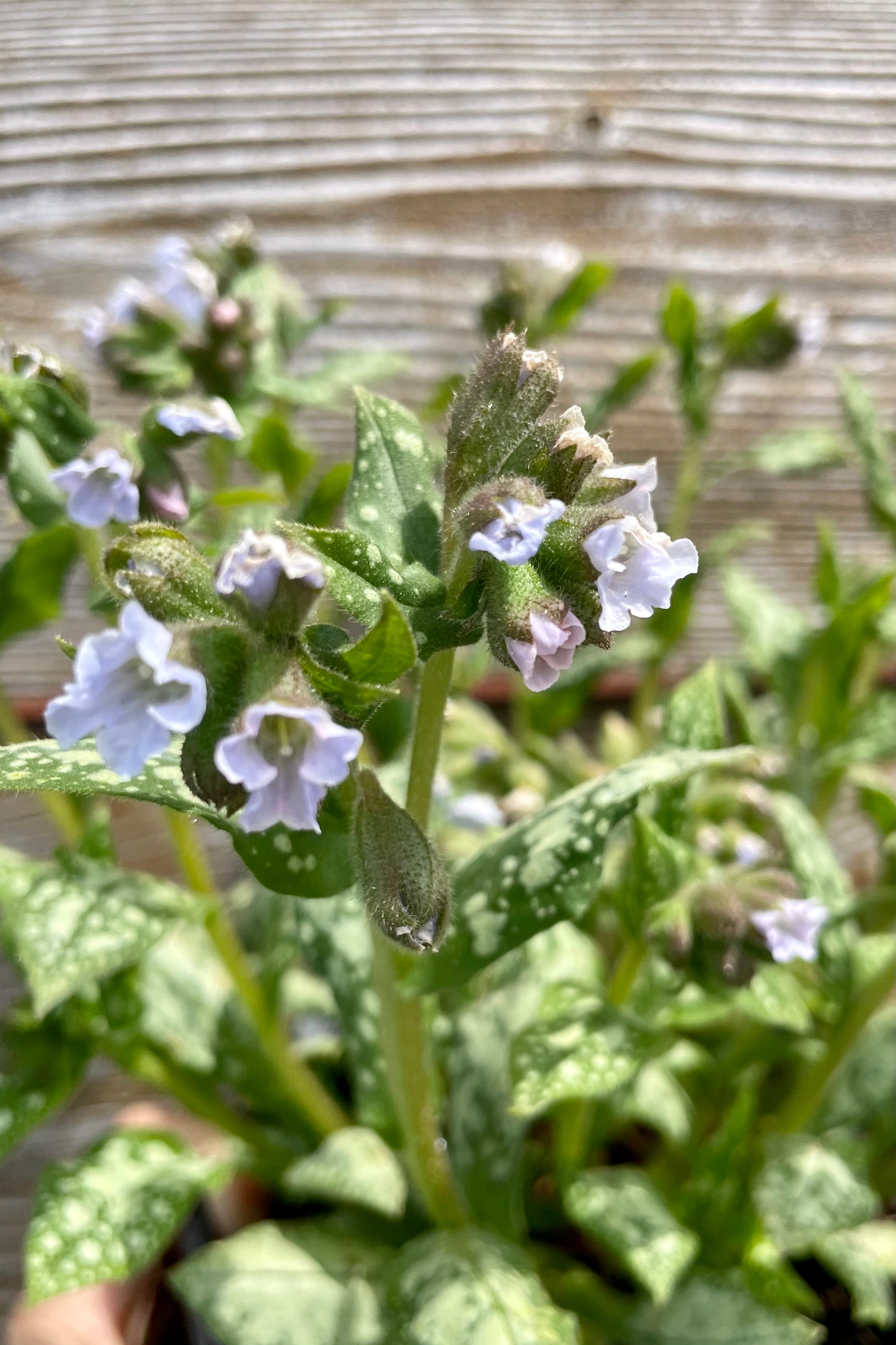 Pulmonary 'Moonshine' in bloom at the end of April showing the light blue white flowers and spotted foliage  against a wood fence in the Sprout Home yard. 