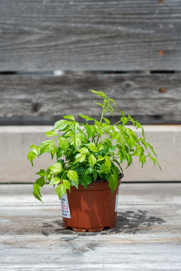 Radermachera sinica in nursery pot in front of grey wood background