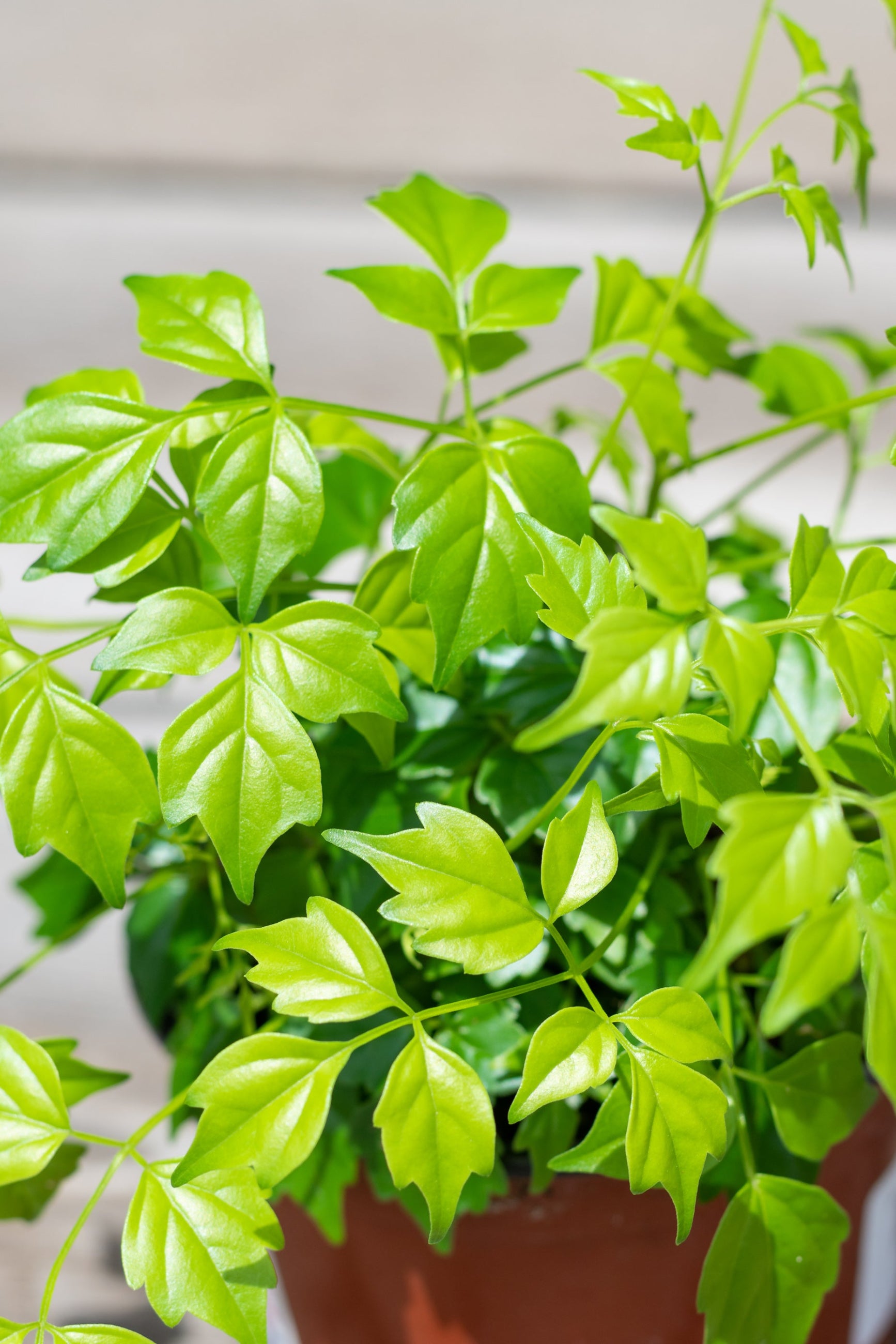 Close up of Radermachera sinica leaves ©Sprout Home