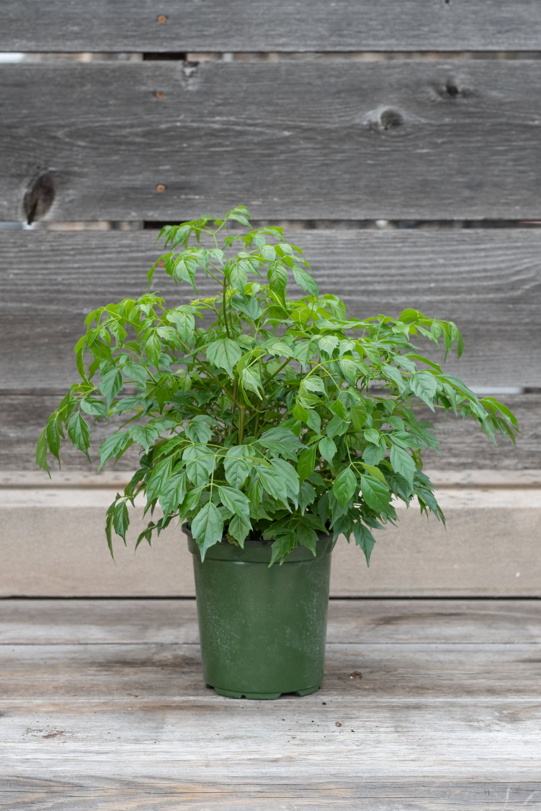 Radermachera sinica in grow pot in front of grey wood background ©Sprout Home
