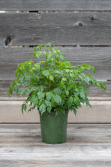 Radermachera sinica in grow pot in front of grey wood background