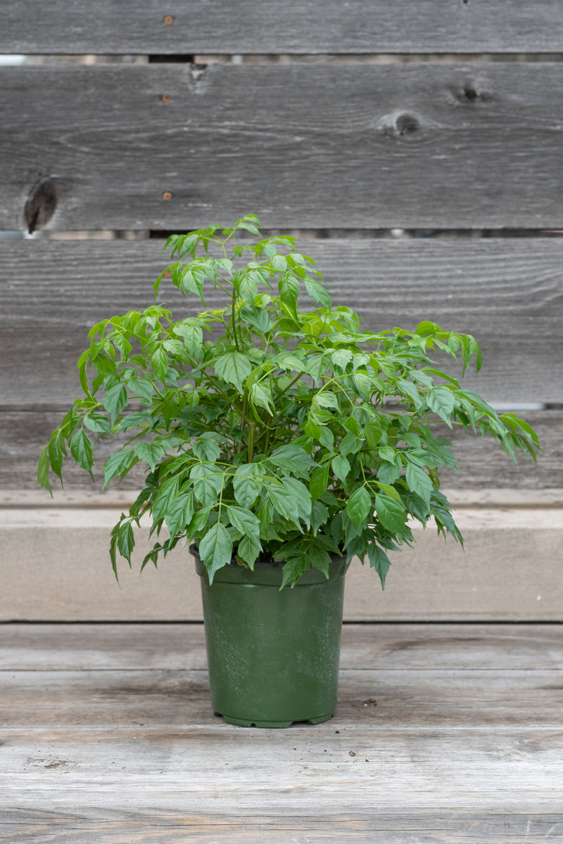 Radermachera sinica in grow pot in front of grey wood background