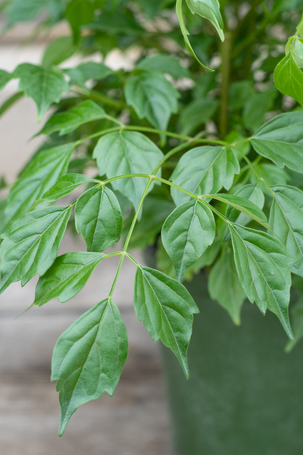 Close up of Radermachera sinica leaves