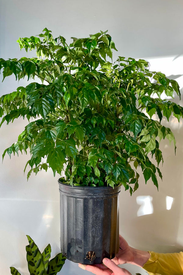 The Radermachera sinica sits in an 8" pot against a grey backdrop.