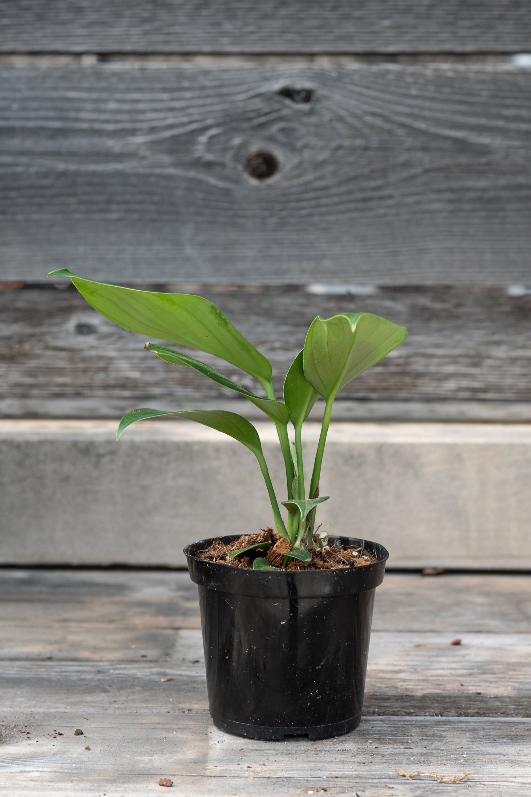 Raphidophora d. in a 4.5" growers pot viewed from the side in front of a wood fence ©Sprout Home
