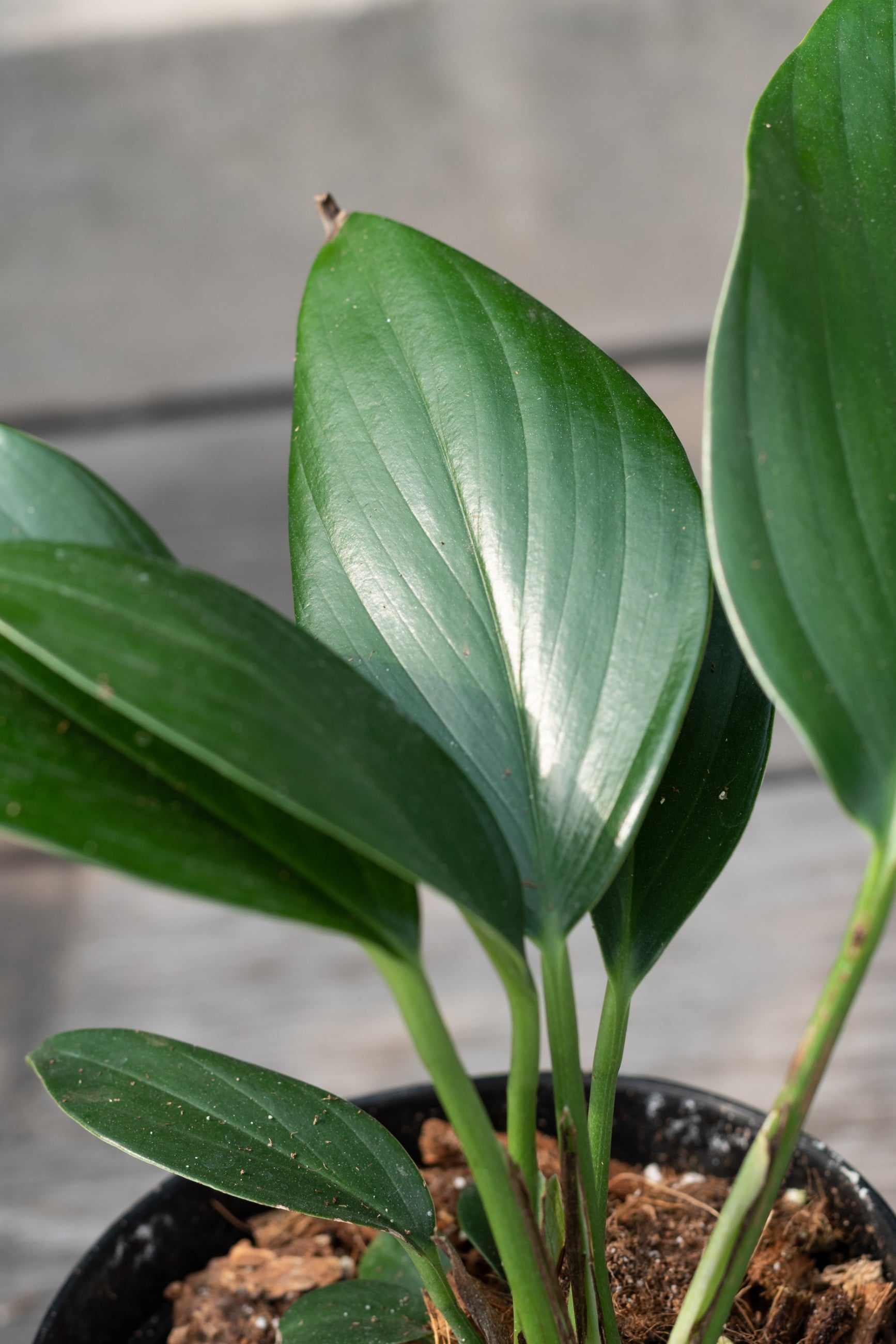 A potted Rhaphidophora decursiva plant with glossy green leaves. ©Sprout Home
