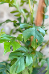 Close up of Rhaphidophora tetrasperma foliage