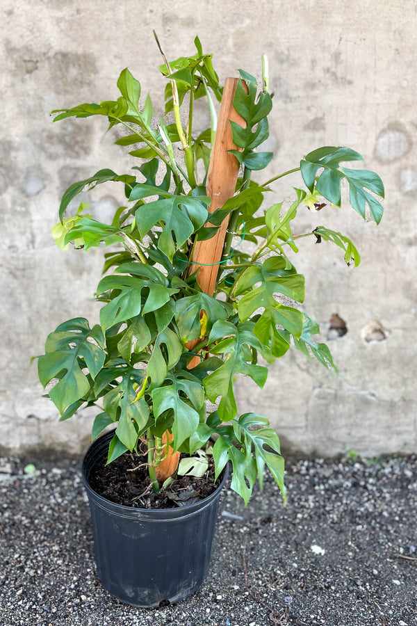 Rhaphidophora tetrasperma 10" in front of concrete wall