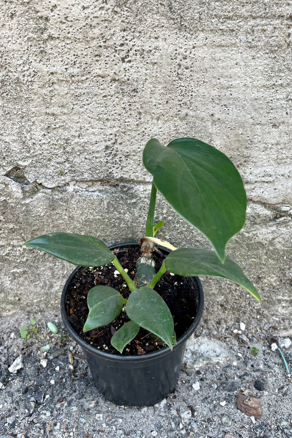 Rhaphidophora decursiva 4" against a grey wall