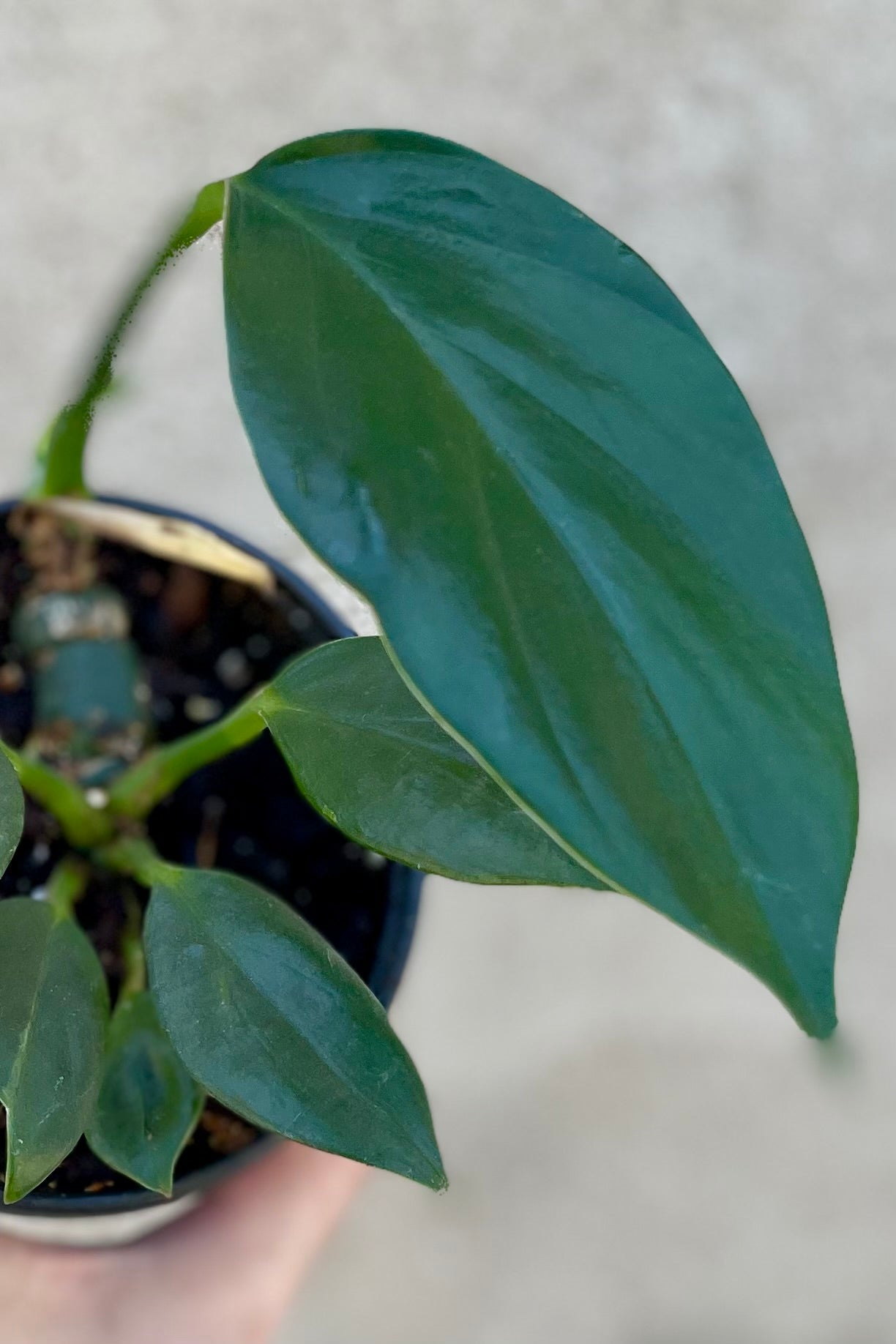 detail of Rhaphidophora decursiva 4" against a grey wall