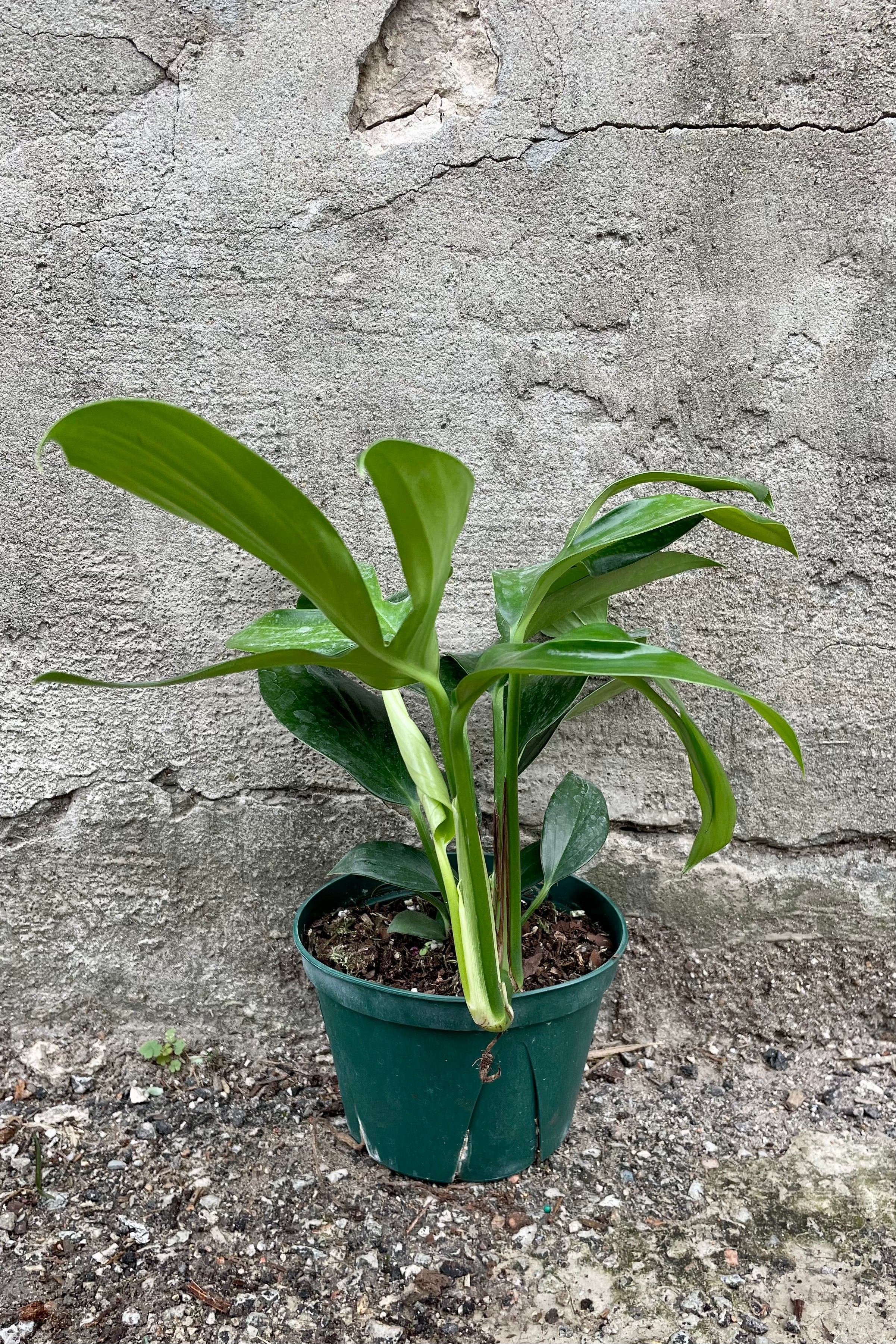 Rhaphidophora decursiva with a 6" green growers pot against a grey wall 