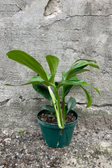 Rhaphidophora decursiva with a 6" green growers pot against a grey wall 