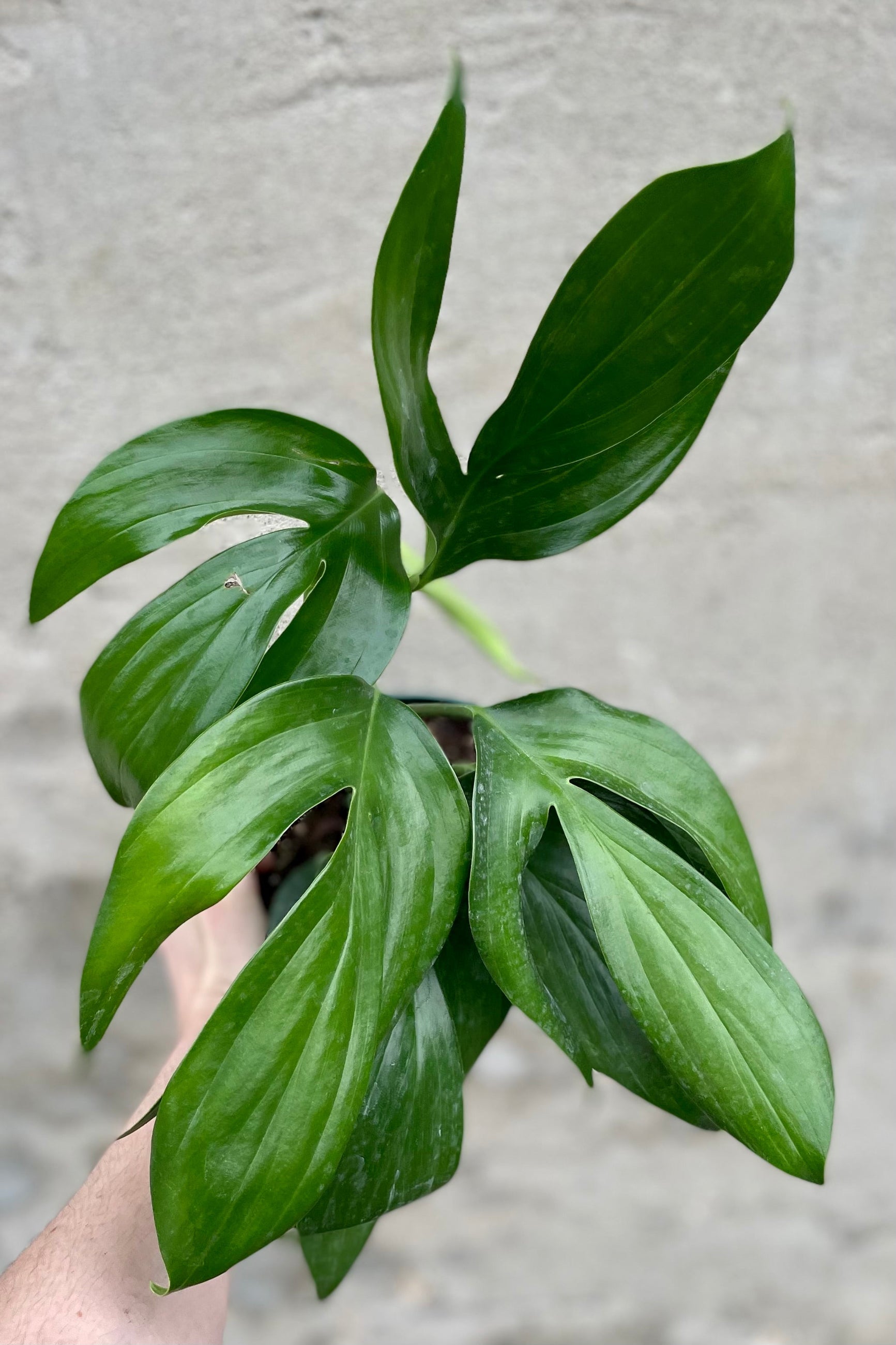 Detail of the Rhaphidophora decursiva 6" against a grey wall ©Sprout Home