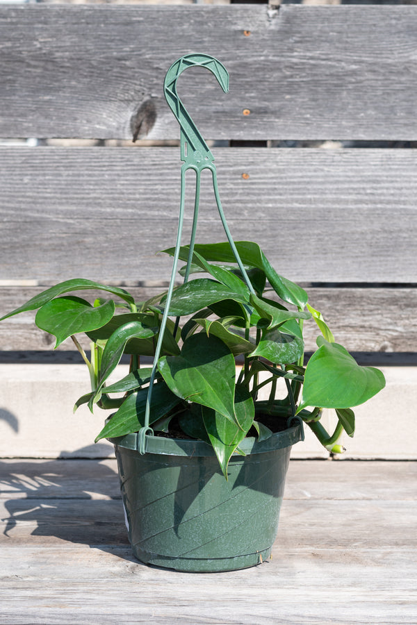 Rhaphidophora decursiva in hanging grow pot in front of grey wood background
