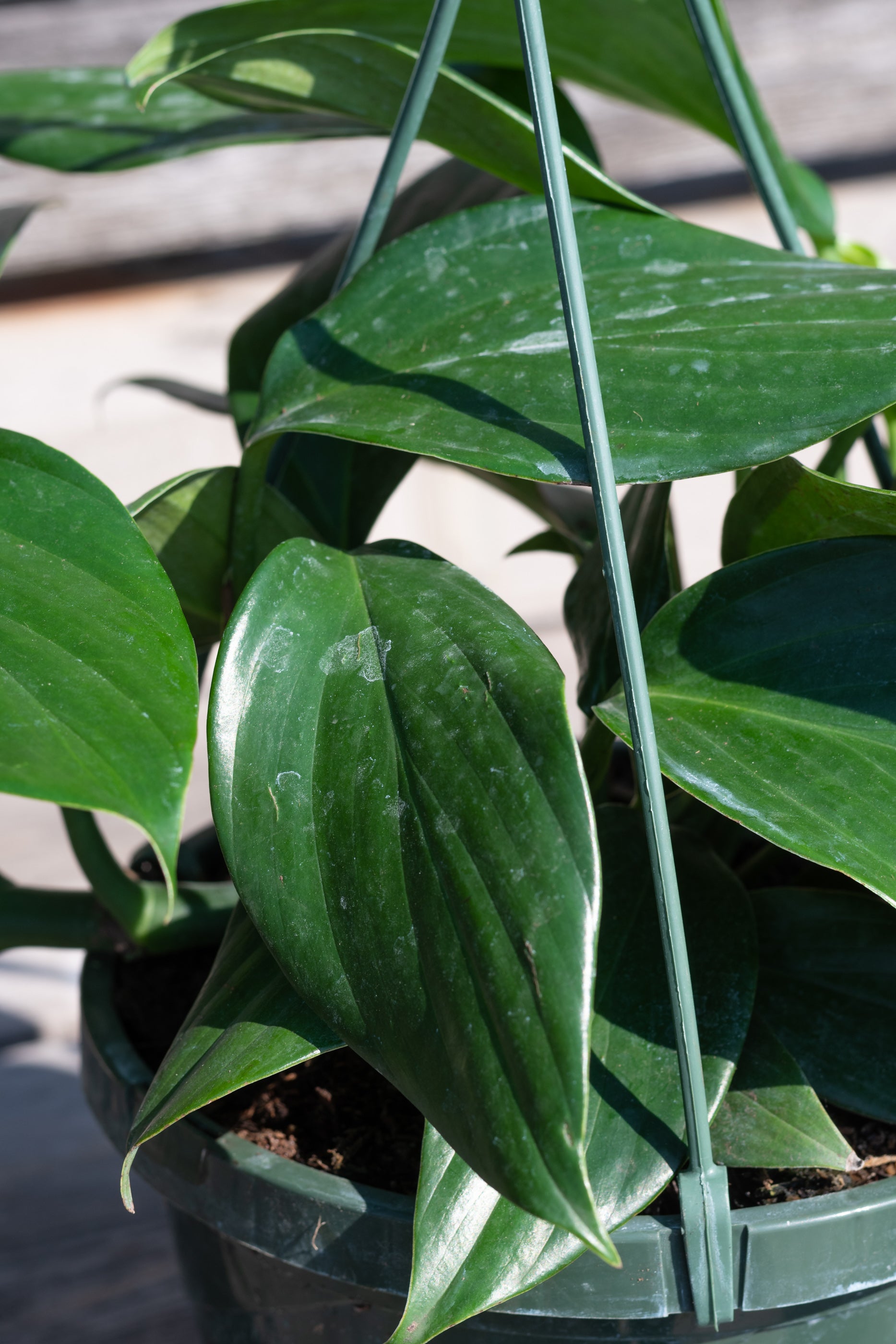Close up of deep green Rhaphidophora decursiva leaves