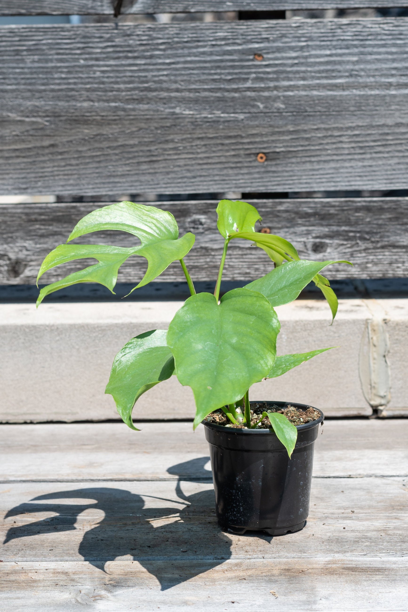 Rhaphidophora tetrasperma in front of grey wood background ©Sprout Home